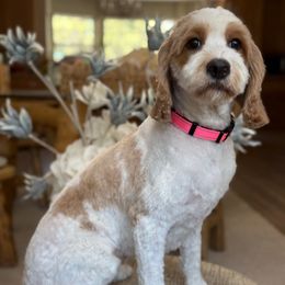 Khloe - Cavapoo