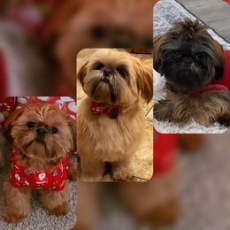 Shih Tzu Puppies from Shantii's Shih Tzu's