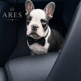 Ares - Blue male French Bulldog puppy in Louisville, Kentucky from Fluffy Frenchie Cartel