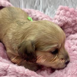 Reba - Cream female Dachshund puppy in Jena, Louisiana from Amy’s Mini Doxies