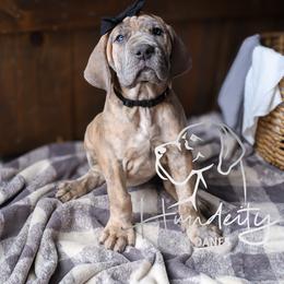 Great Dane Puppies from Hundeity Great Danes