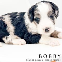 Bobby - female Australian Mountain Doodle puppy in Tipton, Indiana from Country Creek Doodles
