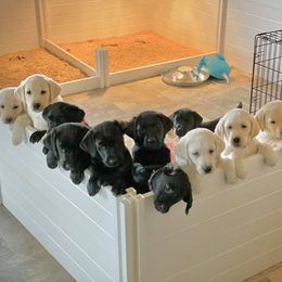 Labrador Retriever Puppies from Loving Loyal Labs