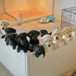 Labrador Retriever Puppies from Loving Loyal Labs