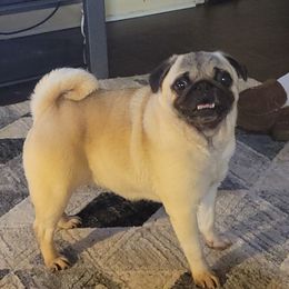Puggy - Pug