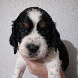 Sally - Black white and tan female English Springer Spaniel puppy in Florida from Thunderbird Springers