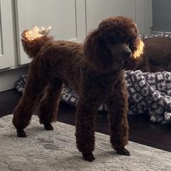 Kodi - Poodle