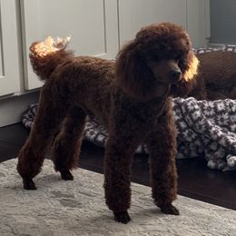 Kodi - Poodle