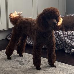 Kodi - Poodle