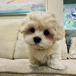 Maltipoo Puppies from Maine's Maltipoos