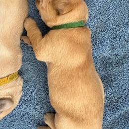 Girl 6 - female Labrador Retriever puppy in Silverthorne, Colorado from Bahrking Heights Labradors