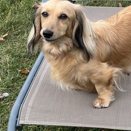 Saule - Dachshund