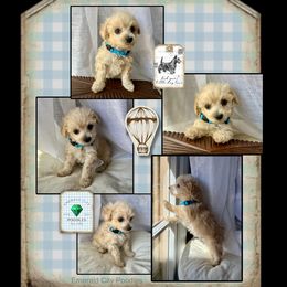 Poodle Puppies from Emerald City Poodles & Doodles