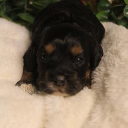 Princess - Brown white and tan female Cockapoo puppy in Mississippi from Ewing Acres