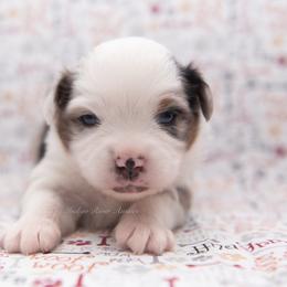 Grayson - Black Collar - Blue merle male Miniature Australian Shepherd puppy in Lacombe, Louisiana from Indigo River Aussies