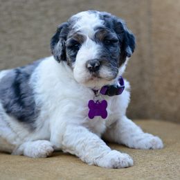 Purple Collar - Grey and white female Bernedoodle puppy in Scottsboro, Alabama from Dixie Land Doodles