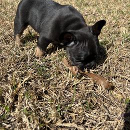 French Bulldog Puppies from Stratton Kennel