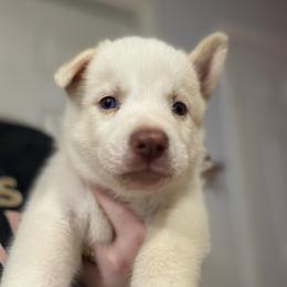 Boy 1 - White male Siberian Husky puppy in Laneville, Texas from ETX Huskies