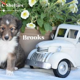 Brooks- Red collar - Sable and white male Shetland Sheepdog puppy in Gladbrook, Iowa from T Triple C Shelties