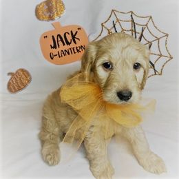 Goldendoodle Puppies from OnlyGoldendoodles