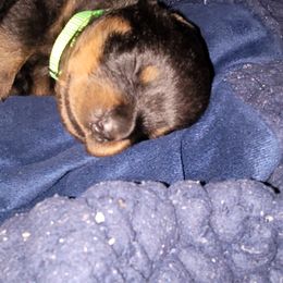 Rottweiler Puppies from Von Haus of Pearl