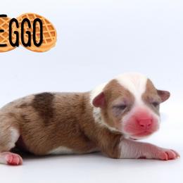 Eggo - Sable male Pembroke Welsh Corgi puppy in Star City, Arkansas from Say When Corgi Co.