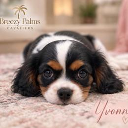Yvonne - Tri-color female Cavalier King Charles Spaniel puppy in Mount Dora, Fl, Florida from Breezy Palms Cavaliers