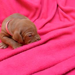 Vizsla Puppies from Summit Vizsla (we can deliver to you)
