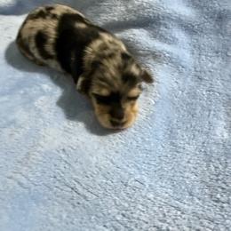 Grace - Black and cream female Dachshund puppy in Celina, Texas from Oak Bridge Farm