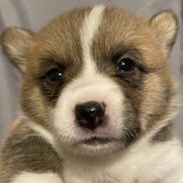 Hank - White and red Pembroke Welsh Corgi puppy in Dickinson, Texas from Gulf Coast Corgis
