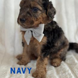 Navy - Merle male Goldendoodle puppy in Escalon, California from Miley&Co.