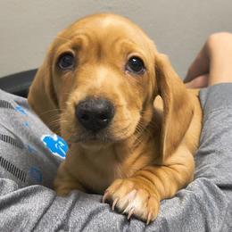 Jack Jack - Cream male Dachshund puppy in Tustin, California from Costal Cream Doxies