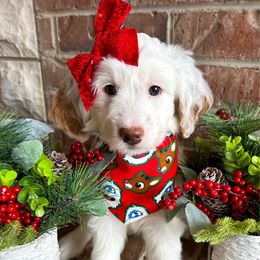 Apple - Parti female Goldendoodle puppy in Ozark, Missouri from Halo Doodles