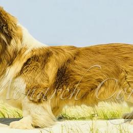 Cardigan Welsh Corgis and Pembroke Welsh Corgis from Monarch Corgis