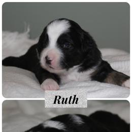 Miniature Australian Shepherd Puppies from Wes Whitehead