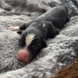 Boy 4 - Black tri-color male Australian Shepherd puppy in Volant, Pennsylvania from Addie's Aussies