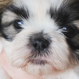 Boxers and Shih Tzus from L&L European Boxers and Shih Tzus