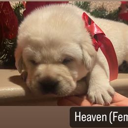 Labrador Retriever Puppies from Sunflower Hill AKC Labrador Retriever Puppies
