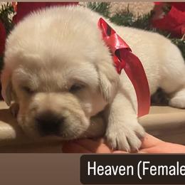 Labrador Retriever Puppies from Sunflower Hill AKC Labrador Retriever Puppies