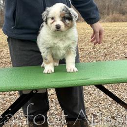 Girl 6 - Blue merle female Australian Shepherd puppy in Lowell, Indiana from Bearfoot Aussies and Tollers