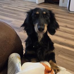 Sophie - Black and cream female Dachshund puppy in Newalla, Oklahoma from Roughstock Border Collies and Dachshunds