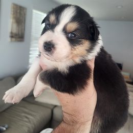 Australian Shepherd Puppies from Maverick Farms Australian Shepherds