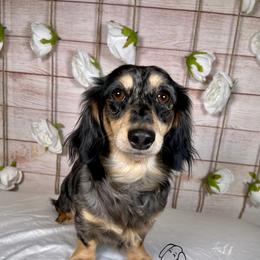 Dachshund All Grown Up from Lil Beanie Weenies Dachshunds