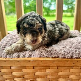 Daisy - Merle female Cavapoo puppy in Austin, Texas from Doodles of Central Texas