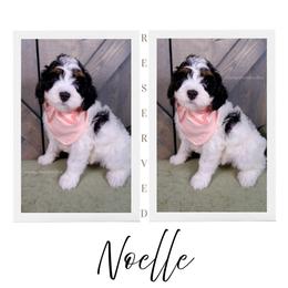 Noelle - Black and white female Bernedoodle puppy in Bowling Green, Ohio from Windy Creek Doodles