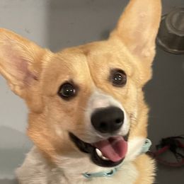 Piper - Pembroke Welsh Corgi