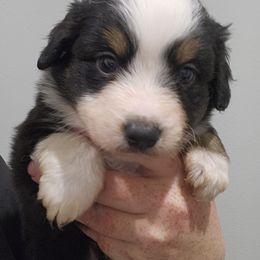 MR. Perfect - Black tri male Miniature American Shepherd puppy in Delta, Ohio from Sunrise Miniature American Shepherds