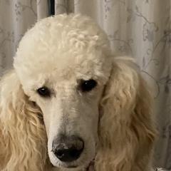 Poodles from Stylish Standards