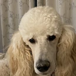 Poodles from Stylish Standards