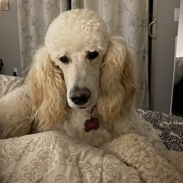 Poodles from Stylish Standards